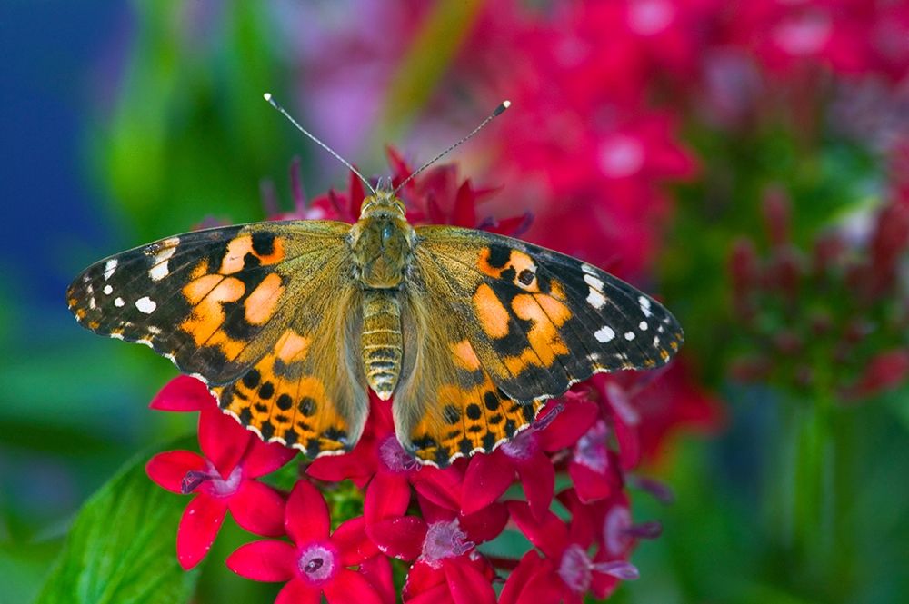 American Painted Lady butterfly on Penta-a subtropical plant that butterflies love to feed on art print by Darrell Gulin for $57.95 CAD